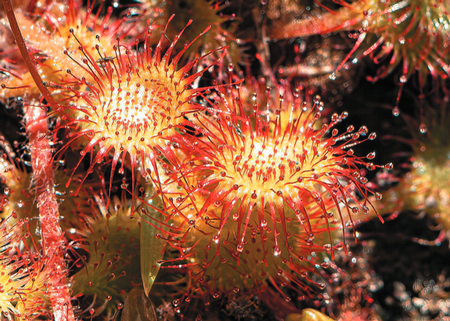 Drosera rotundifolia