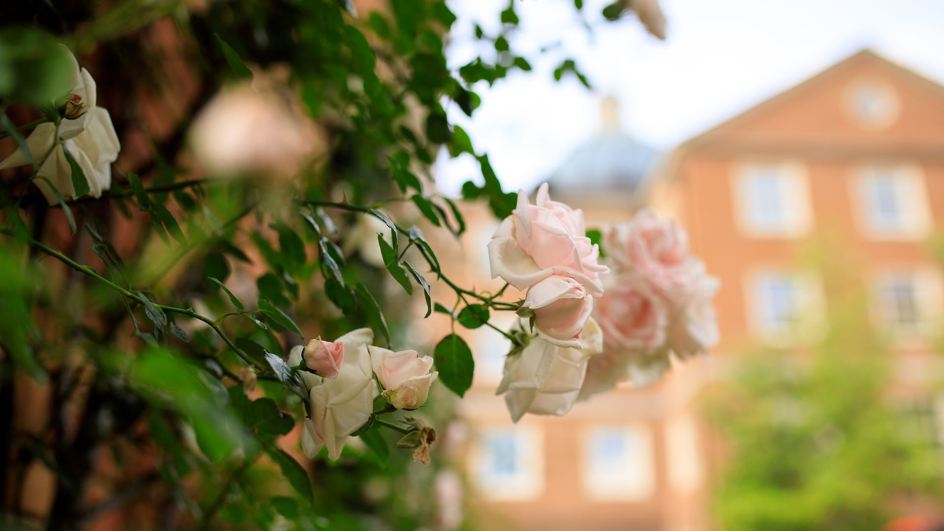 Pink roses