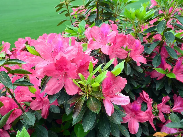 Masters Flowers