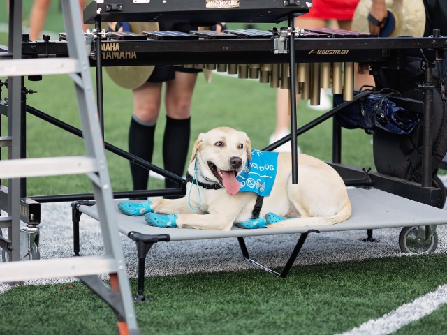 Goose on a cot in the stadium